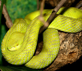 Venomous Snake