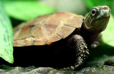 Turtle