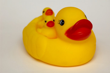 An image of duck with duckling lkoj