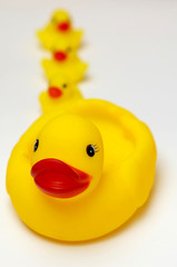 An image of duck with duckling kjhu