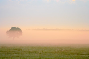 Fog over tree and meadow. Early in the morning scene..