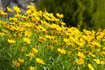 Yellow flowers on green blurry background. Shallow DOF..