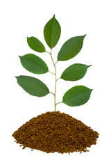 Plant in land, isolated on white background