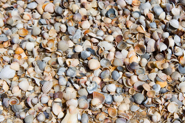 Seashells background