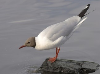 Black headed gull