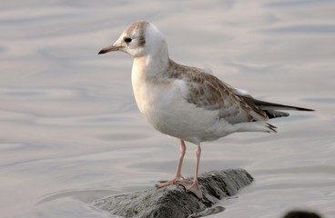 Black headed gull