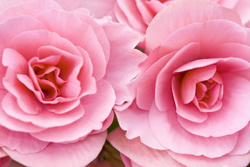 Close up view of two pink flowers