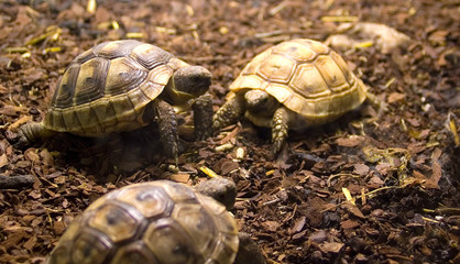 Grichische Landschildkröte