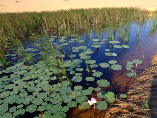 Lac et nenuphars