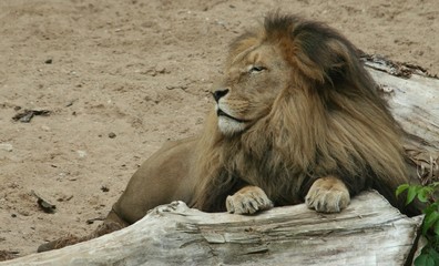 lion sunbathing