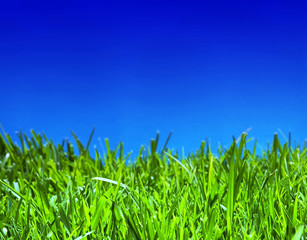 Obraz premium Grass and cloudless summer sky