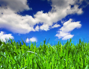 Grass and cloudy summer sky