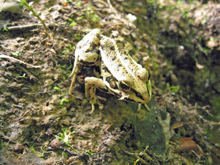frog standing