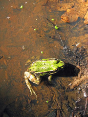 frog in water