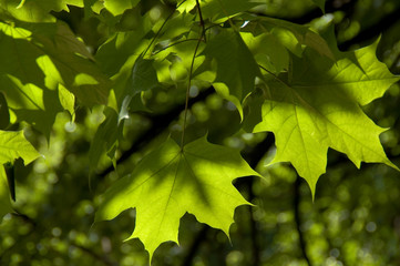 Green leaves of a young maple in rays of light