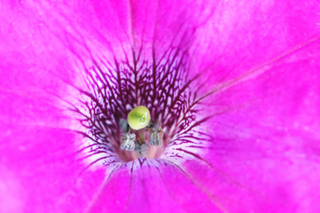 Obraz premium beautiful big purple flower close up