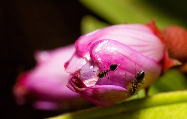 close up of pink flower and ants