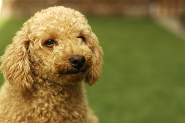 Cute Brown Poodle