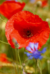 Obraz premium Coquelicot