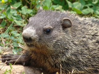 Ground Hog
