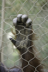 Orangutan's hand grasping on a chain linked fence