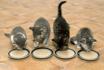 Four small kittens eat a milk porridge