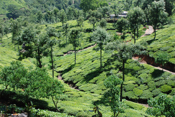 Fototapeta na wymiar tea gardens, india