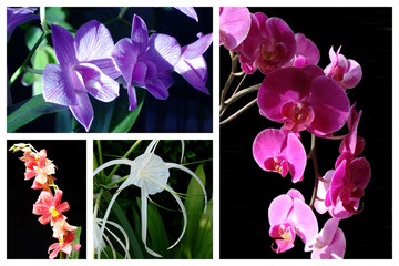 Mosaïque d'orchidées
