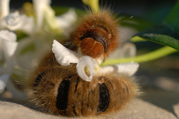 chenille de papillon et jasmin