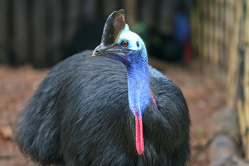 Cassowary