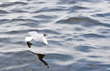 White bird soaring low above water