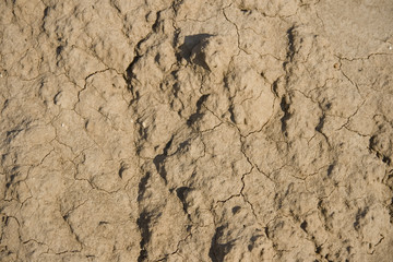 dry ground