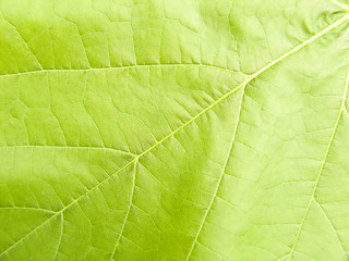 Vegetative background from green a leaf