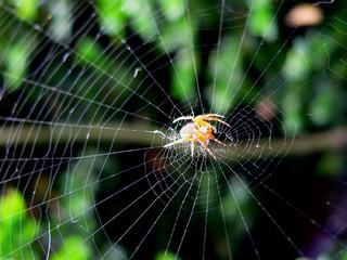 Spinne