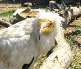 scavenger vulture (Neophron percnopterus)