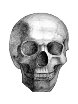 Drawn skull. View from front.