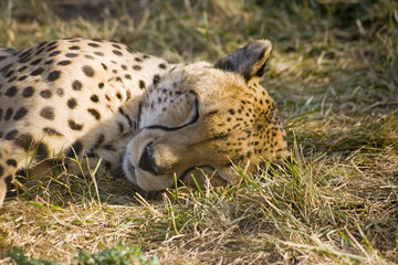 Naklejka na ściany i meble Sleeping cheetah