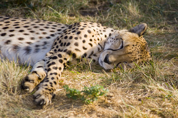 Sleeping cheetah