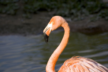 Pink flamingo
