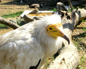 scavenger vulture (Neophron percnopterus)
