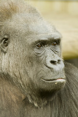 Head shot of male Gorilla - portrait orientation