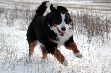 dog berns dog bouvier bernois