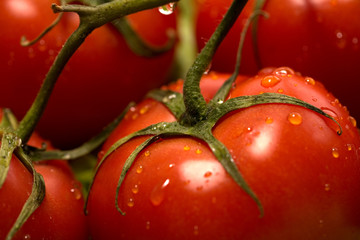 tomatoes and lettuce