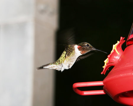 humming bird ruby throat animal