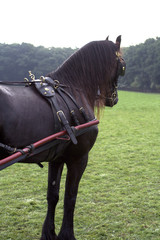 Friesian carriage horse