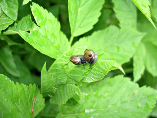 Snails on greenery