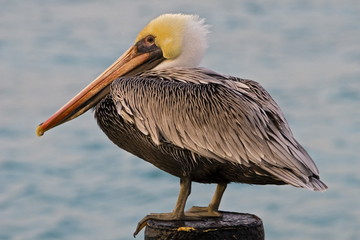 Brown Pelican
