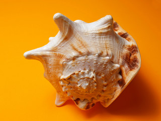 sea shell