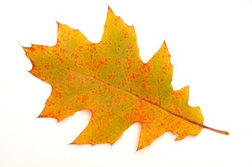 Fototapeta premium Leaf