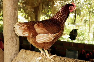 Gallina